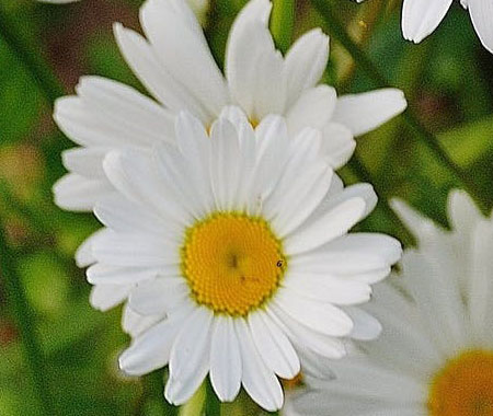 戴尼提大安書店