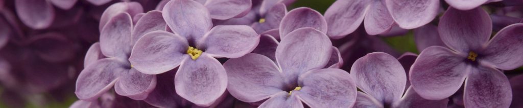 戴尼提大安書店