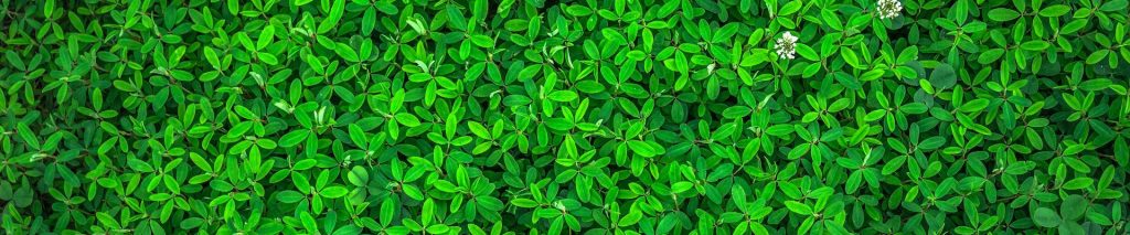 戴尼提大安書店