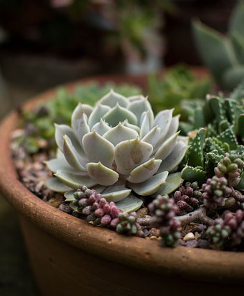 戴尼提大安書店