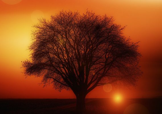 tree, solitary, sunset